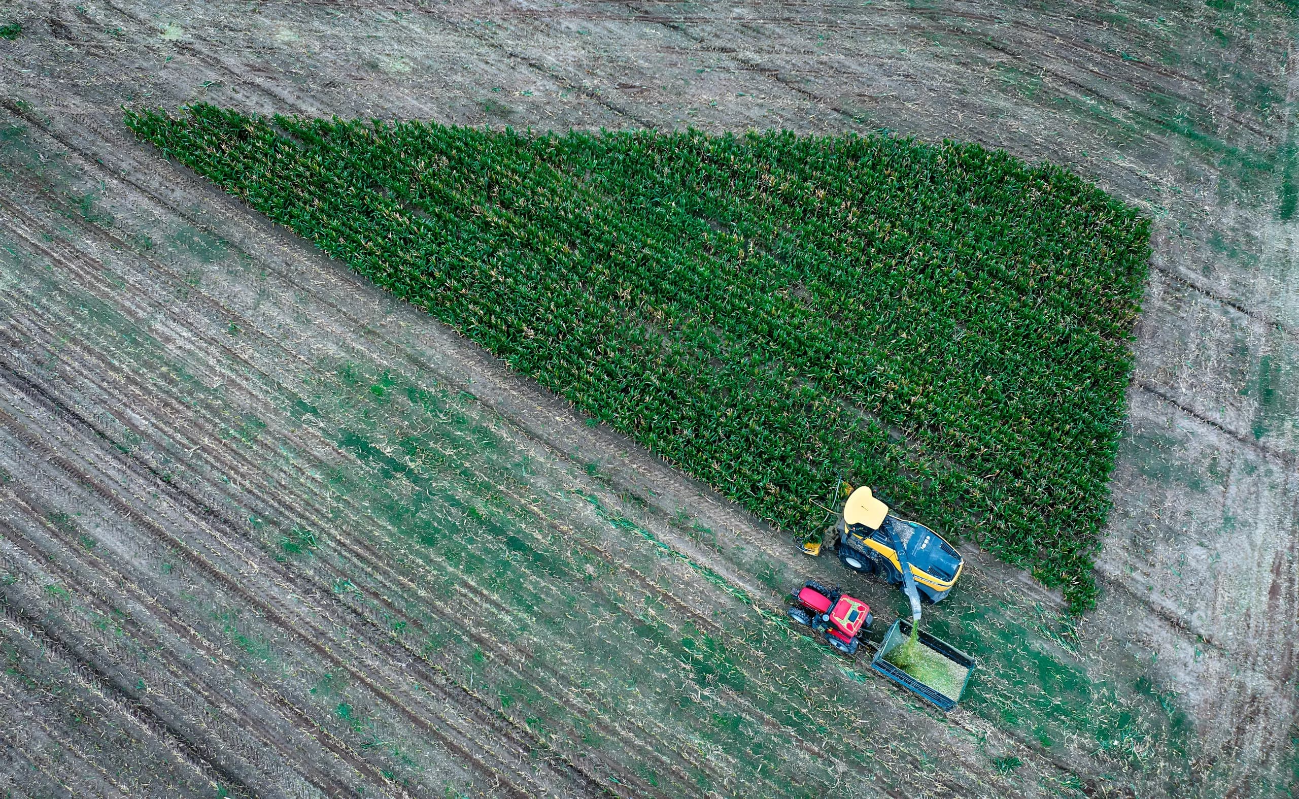Aerial view of a forage harvester and tractor working a partially harvested cornfield
